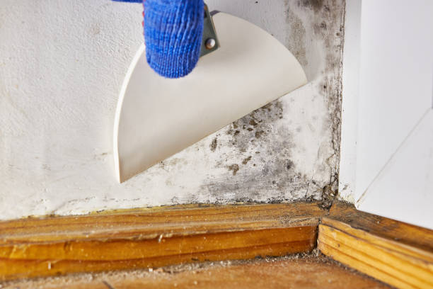 Best Residential Mold Inspection & Testing  in Erie, KS