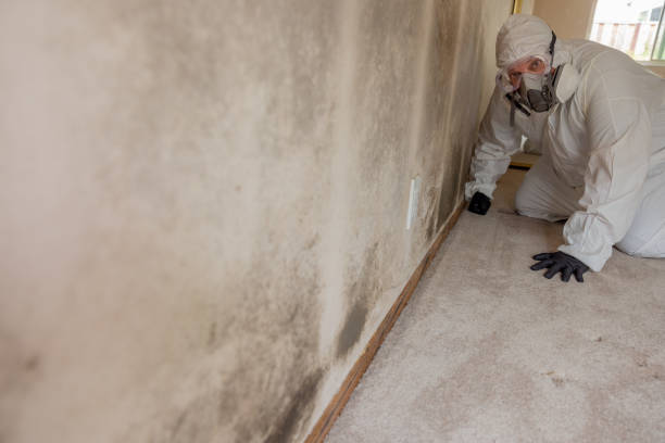 Trusted Erie, KS Mold Removal Experts